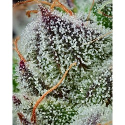 Semi di Cannabis Black Cherry Gushers Femminizzati - Barney's Farm