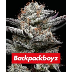 Semi di Cannabis Black Cherry Gushers Femminizzati - Barney's Farm