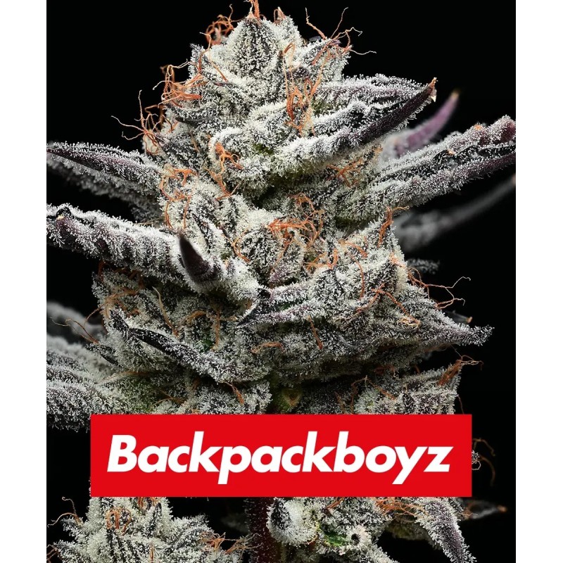 Semi di Cannabis Black Cherry Gushers Femminizzati - Barney's Farm