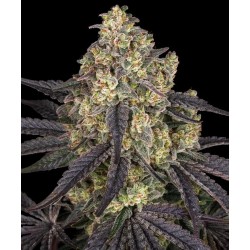 Semi di Cannabis Kush Mintz Femminizzati - Barney's Farm