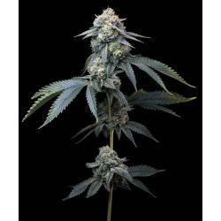 Semi di Cannabis Jealousy Femminizzati - Barney's Farm