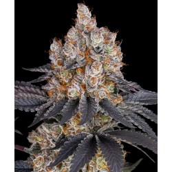 Semi di Cannabis Gelato Femminizzati - Barney's Farm