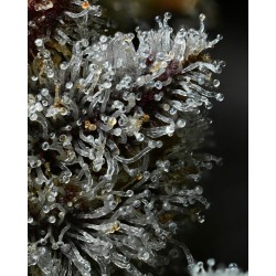 Semi di Cannabis Lemon Cherry Gelato Femminizzati - Barney's Farm