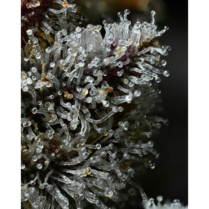 Semi di Cannabis Lemon Cherry Gelato Femminizzati - Barney's Farm