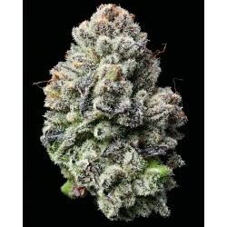 Semi di Cannabis Lemon Cherry Gelato Femminizzati - Barney's Farm