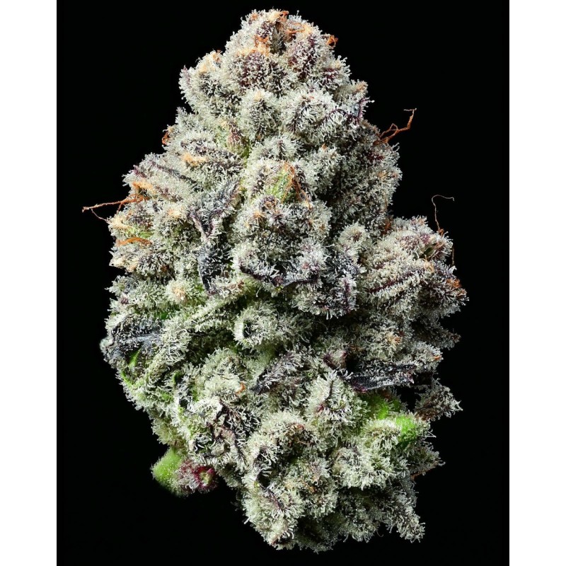 Semi di Cannabis Lemon Cherry Gelato Femminizzati - Barney's Farm
