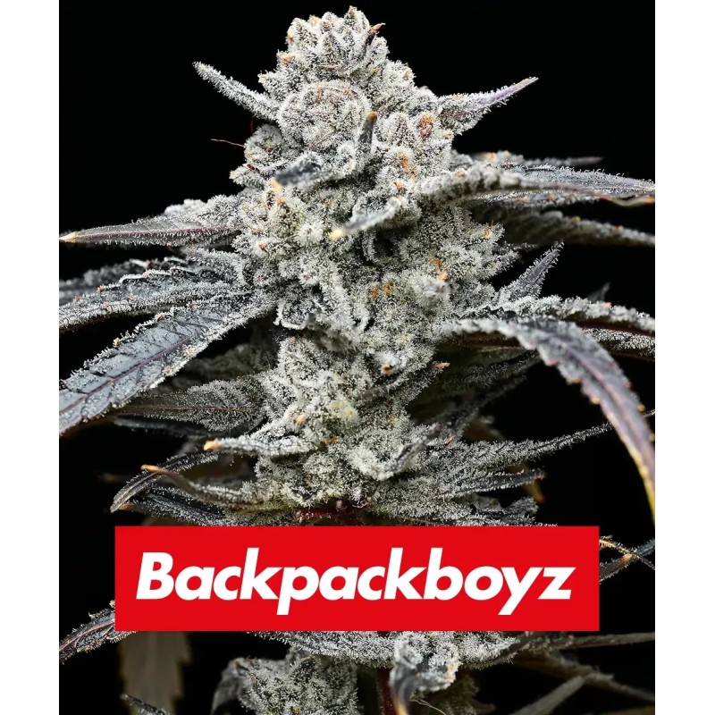 Semi di Cannabis Lemon Cherry Gelato Femminizzati - Barney's Farm