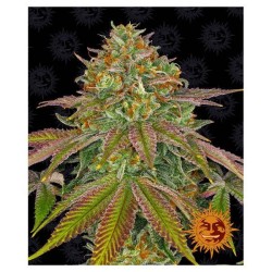 Semi di Cannabis Wedding Cake Femminizzati - Barney's Farm
