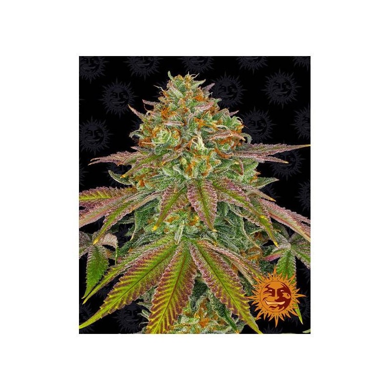 Semi di Cannabis Wedding Cake Femminizzati - Barney's Farm