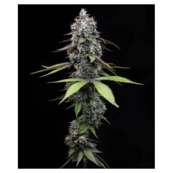 Semi di Cannabis Zoap Femminizzati - Barney's Farm