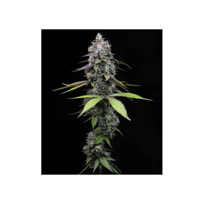 Semi di Cannabis Zoap Femminizzati - Barney's Farm