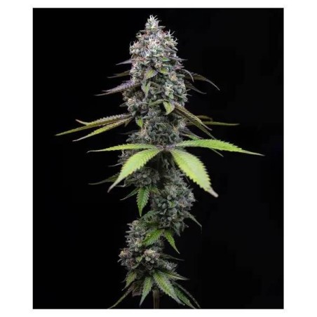 Semi di Cannabis Zoap Femminizzati - Barney's Farm