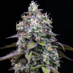 Semi di Cannabis Zoap Femminizzati - Barney's Farm