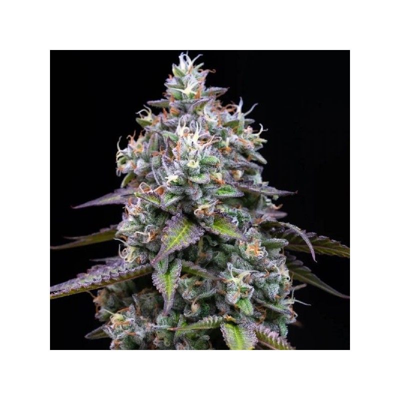 Semi di Cannabis Zoap Femminizzati - Barney's Farm