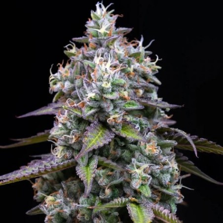 Semi di Cannabis Zoap Femminizzati - Barney's Farm