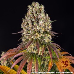 Semi di Cannabis Sour Diesel Femminizzati - Barney's Farm