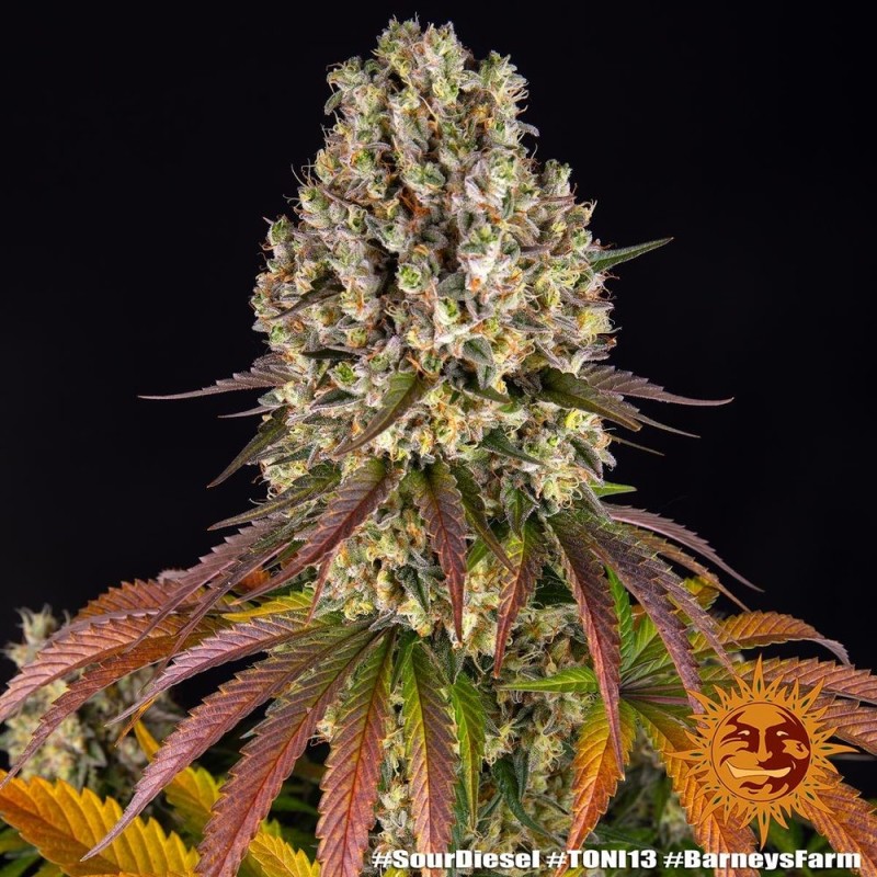 Semi di Cannabis Sour Diesel Femminizzati - Barney's Farm