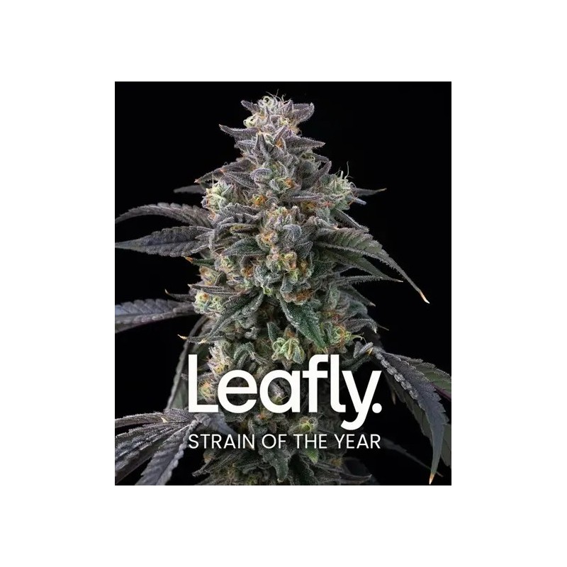 Semi di Cannabis Super Boof Femminizzati - Barney's Farm