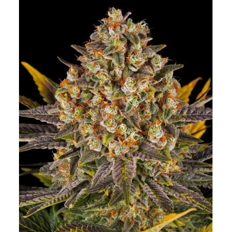 Semi di Cannabis Banana Punch Femminizzati - Barney's Farm
