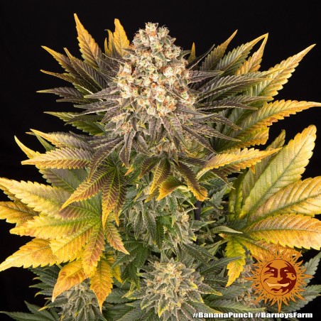 Semi di Cannabis Banana Punch Femminizzati - Barney's Farm