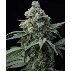 Semi di Cannabis Bruce Banner Femminizzati - Barney's Farm