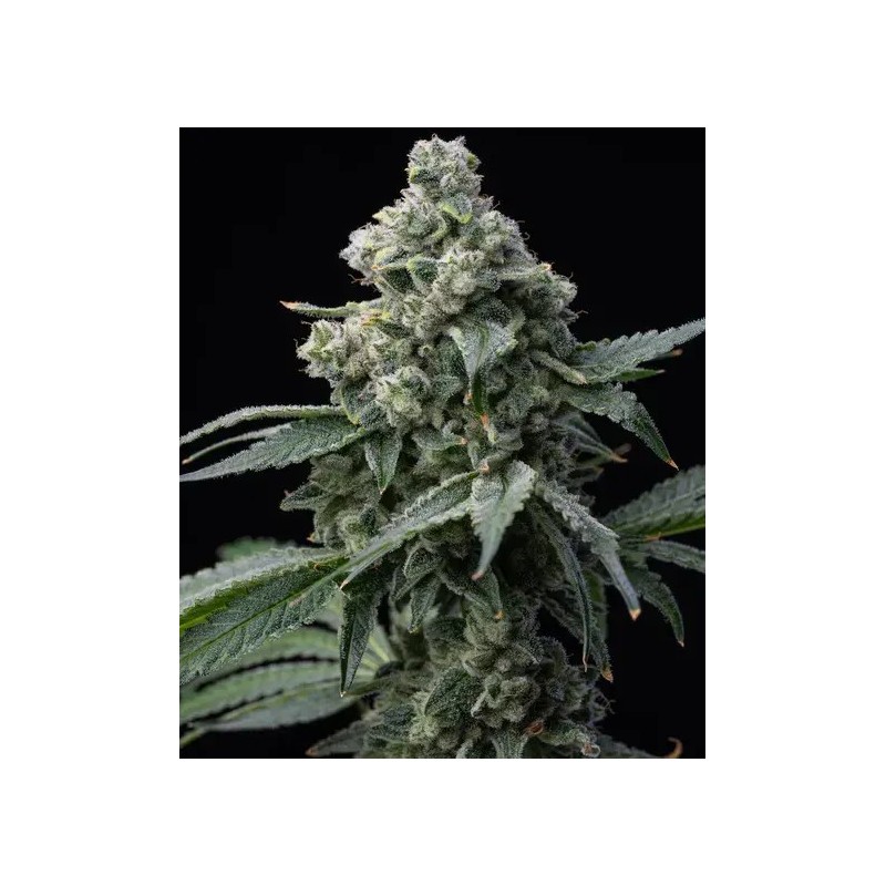 Semi di Cannabis Bruce Banner Femminizzati - Barney's Farm