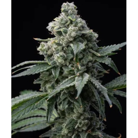 Semi di Cannabis Bruce Banner Femminizzati - Barney's Farm