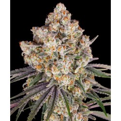 Semi di Cannabis Ice Cream Cake Femminizzati - Barney's Farm