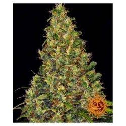Barney's Farm - Amnesia Haze Auto