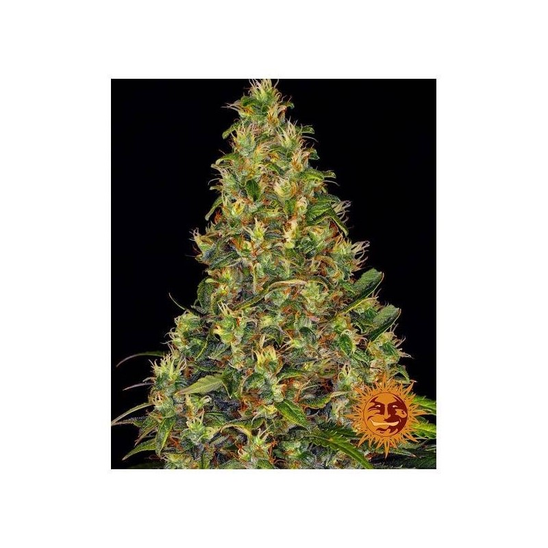 Barney's Farm - Amnesia Haze Auto