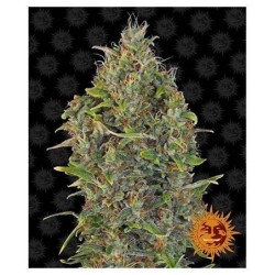 Barney's Farm - Critical Kush Auto