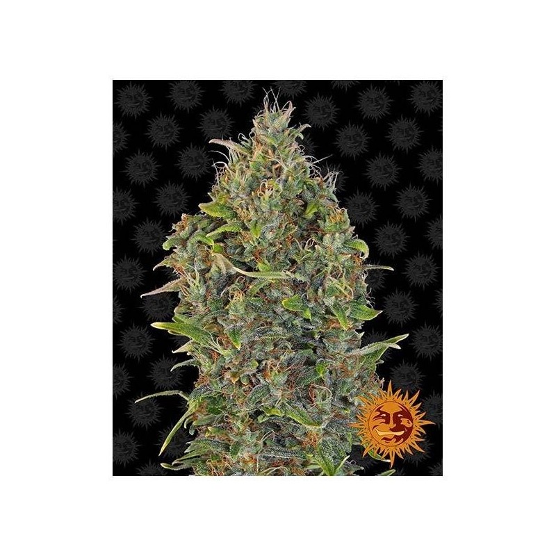 Barney's Farm - Critical Kush Auto