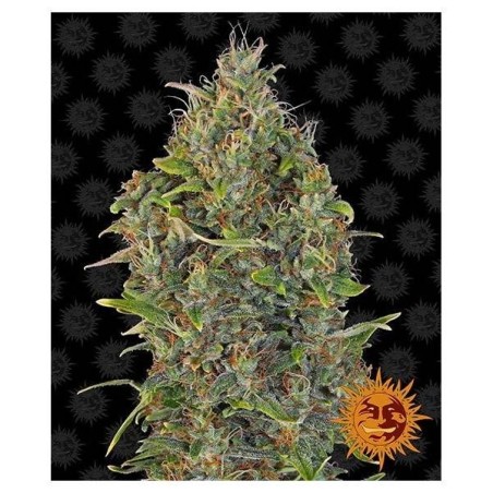 Barney's Farm - Critical Kush Auto