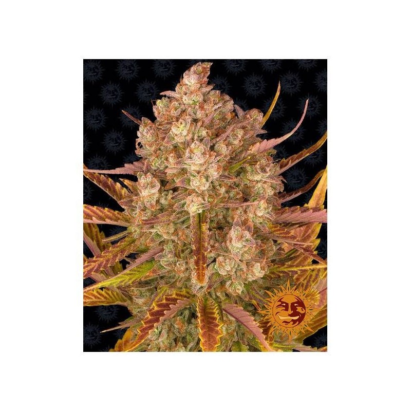 Barney's Farm - Dos Si Dos Auto