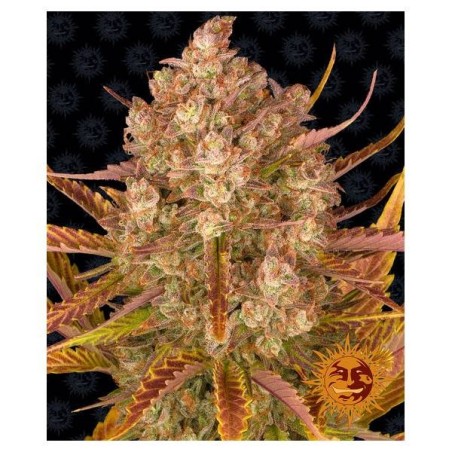 Barney's Farm - Dos Si Dos Auto