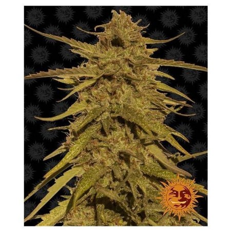 Barney's Farm - Gorilla Glue Auto