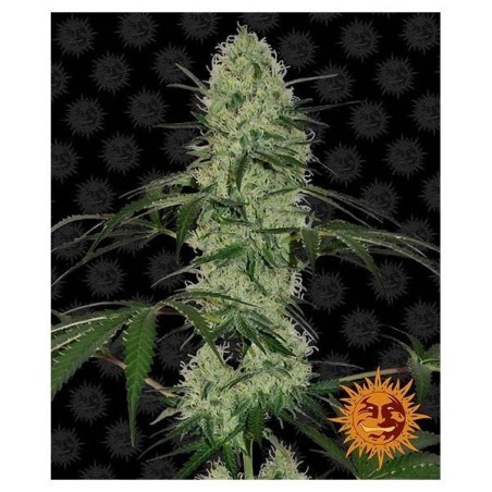 Barney's Farm - Gorilla Zkittlez Auto