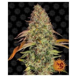 Barney's Farm - Lemon Haze Auto