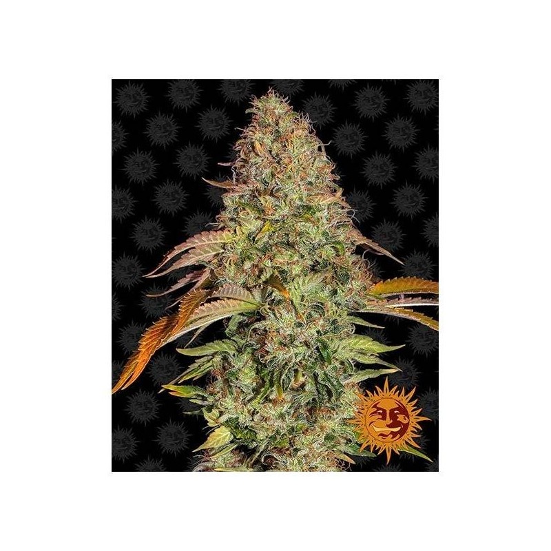 Barney's Farm - Lemon Haze Auto