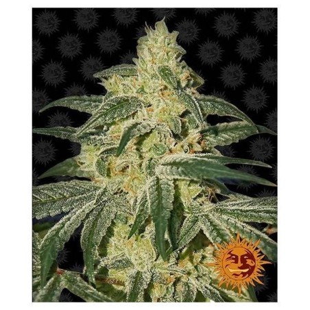Barney's Farm - LSD Auto