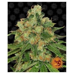 Barney's Farm - Mimosa X Orange Punch Auto