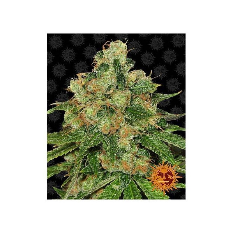 Barney's Farm - Mimosa X Orange Punch Auto