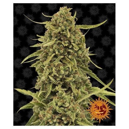 Barney's Farm - Moby Dick Auto