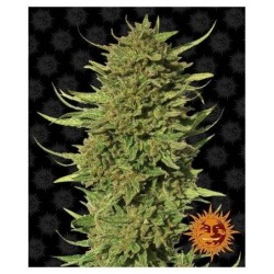 Barney's Farm - OG Kush Auto