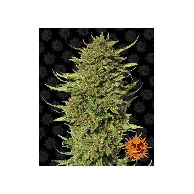 Barney's Farm - OG Kush Auto