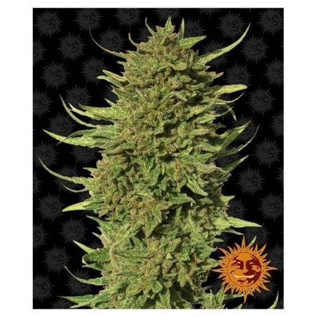 Barney's Farm - OG Kush Auto