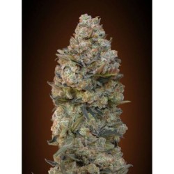 Barney's Farm - Purple Punch Auto