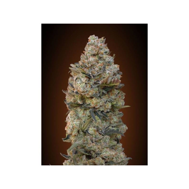 Barney's Farm - Purple Punch Auto