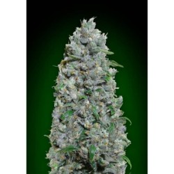 Barney's Farm - Sour Diesel Auto