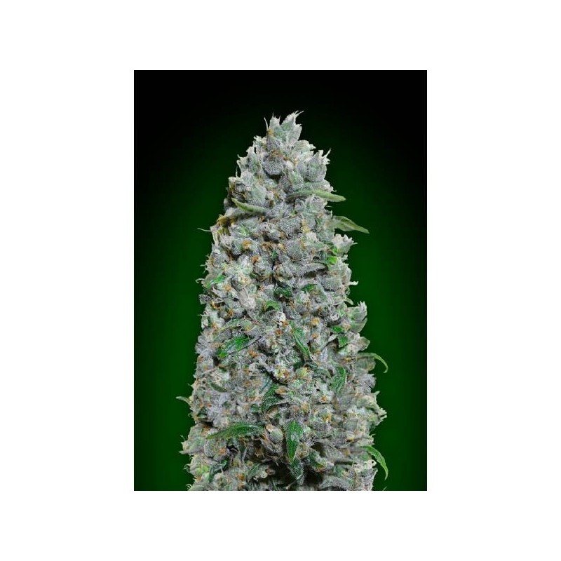 Barney's Farm - Sour Diesel Auto